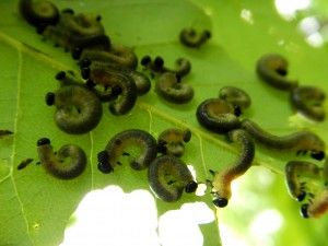 雨宿りする幼虫たち