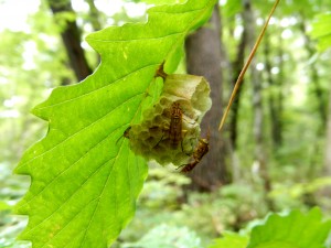 せっせと家作り